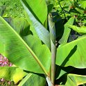 Musa velutina
